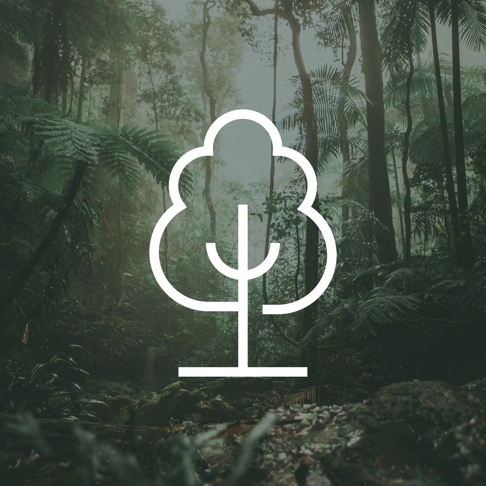 1 Tree Planted via THG (More Trees) 图片 1